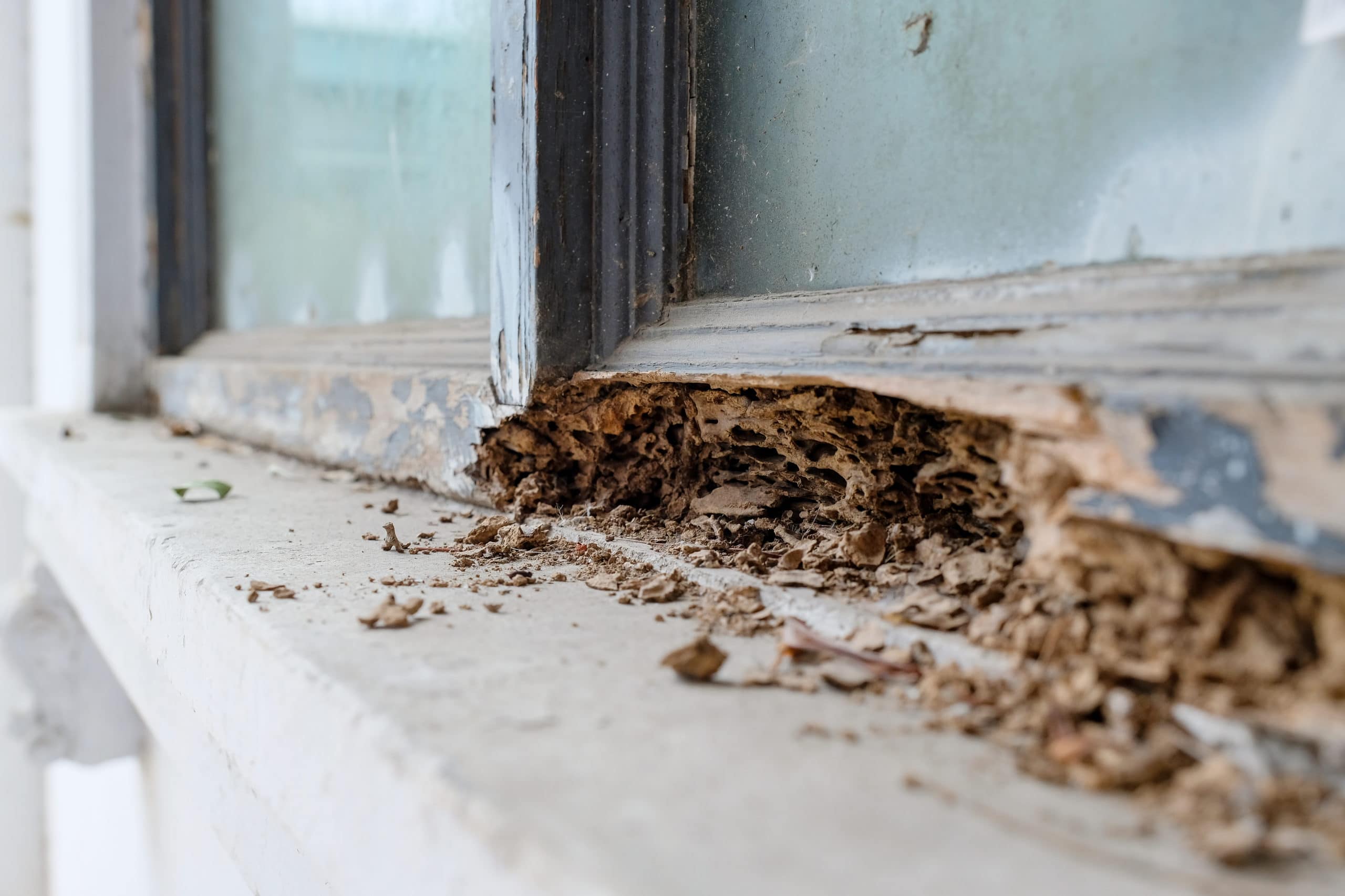 Can you sell a house with termite hot sale damage